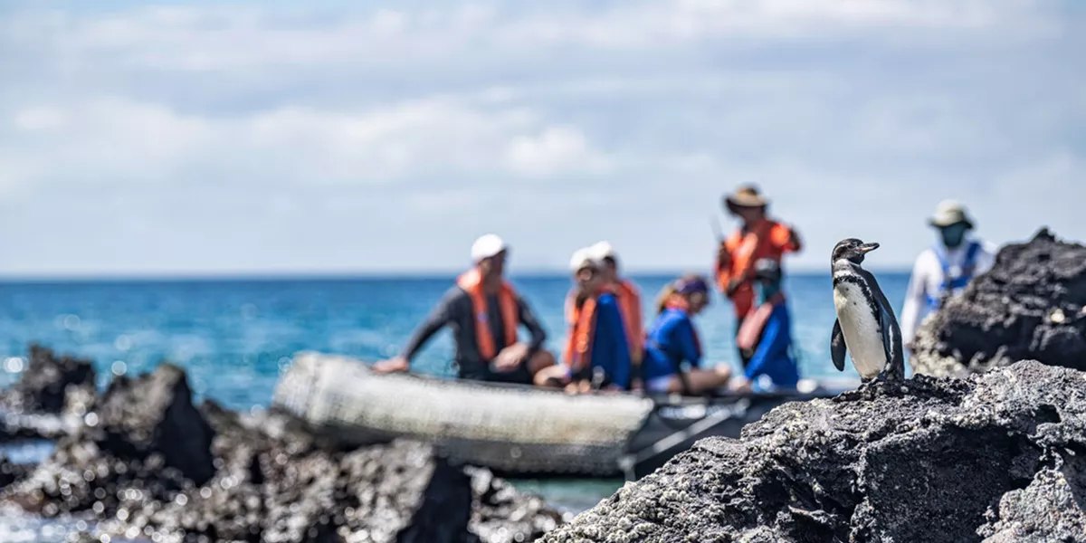 Penguin being viewed by people on a zodiac