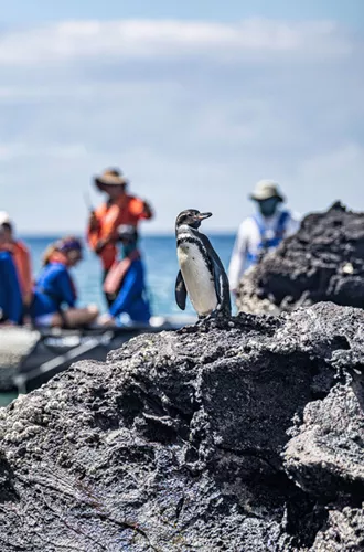 Penguin being viewed by people on a zodiac