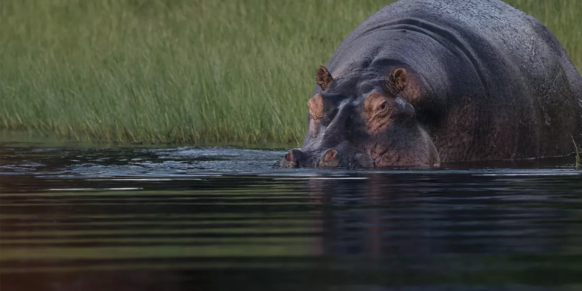 Botswana Chobe National Park Hippo 2500