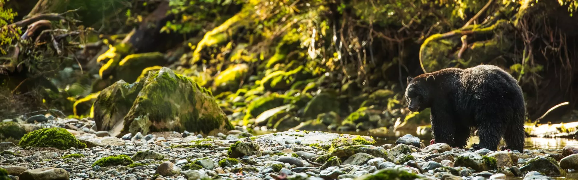 Black Bear (Ursus Americanus) Fishing In A River