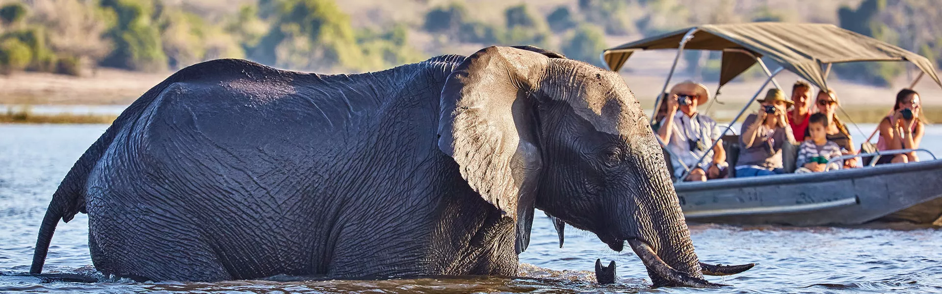 Tourists In Boat Cruise Viewing Elephant
