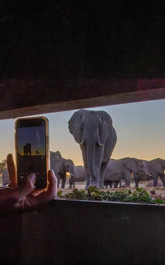View from a hide looking out to a waterhole with elephants