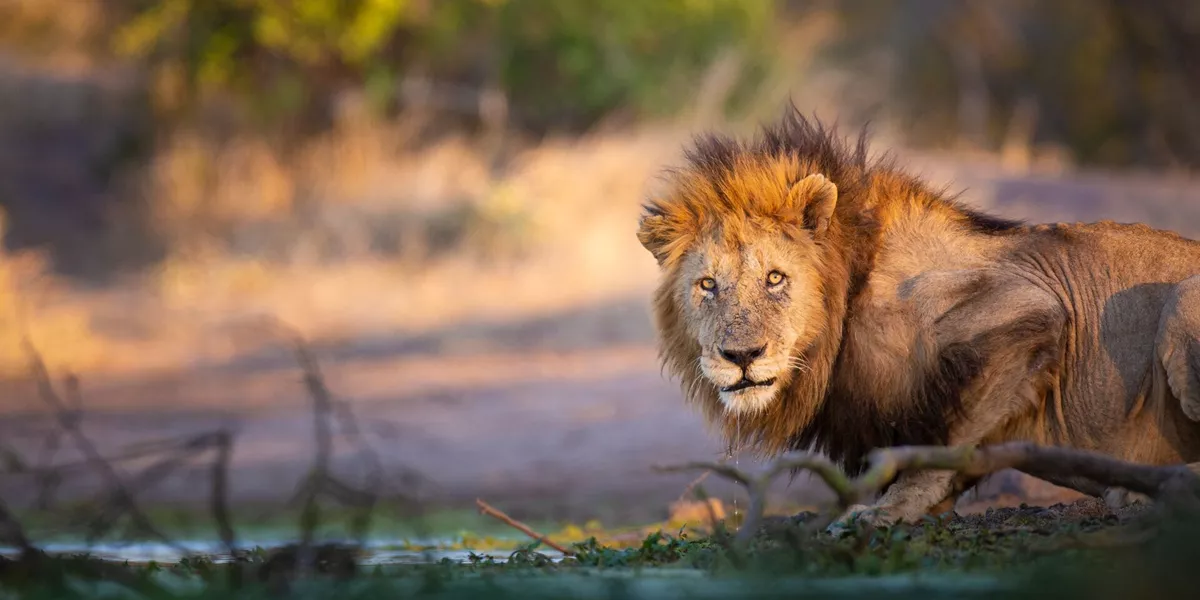 Lion resting by water