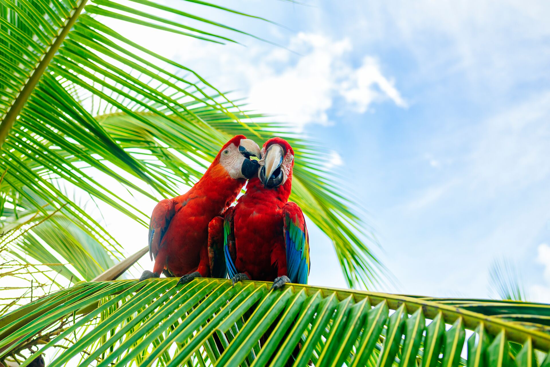 Macaws On A Palm Tree