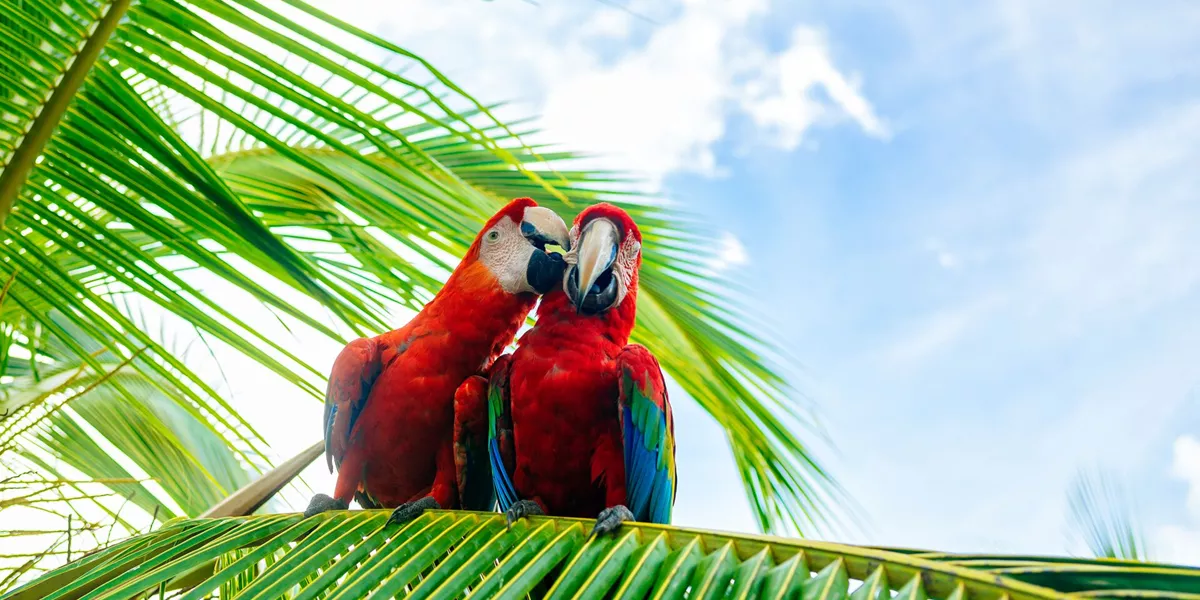 Macaws On A Palm Tree