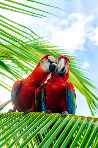 Macaws On A Palm Tree