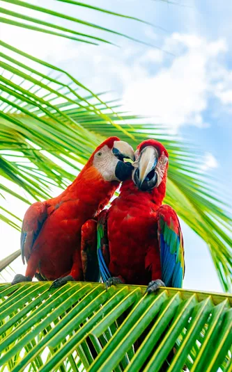 Macaws On A Palm Tree