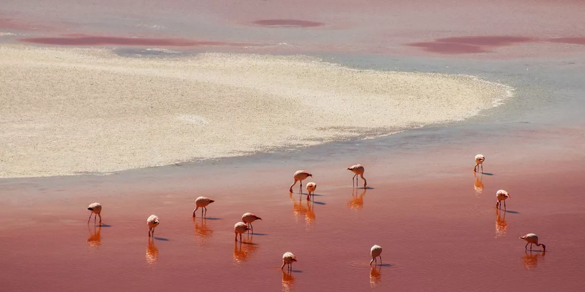 Bolivia Laguna Colorada