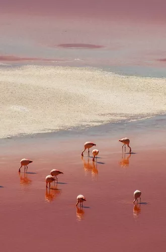 Bolivia Laguna Colorada