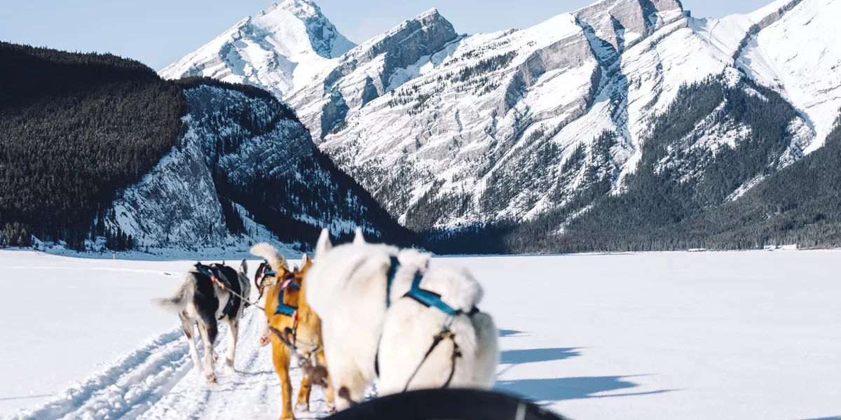 Perspective from a dog sled being pulled by dogs in a snowy landscape