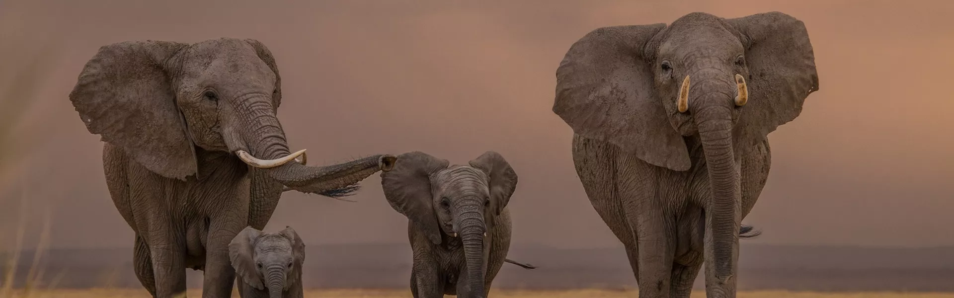 A group of elephants walking across a dry grass field