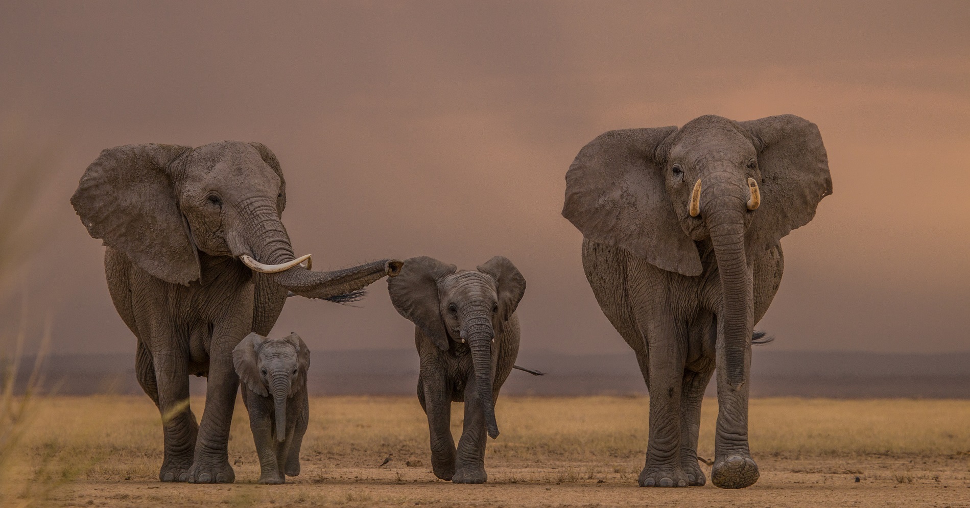 A group of elephants walking across a dry grass field