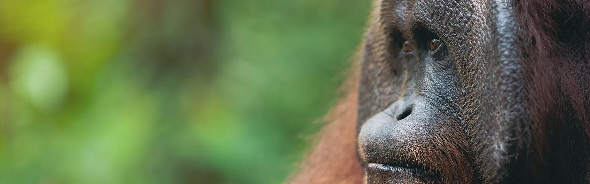 A close up of an oranguel looking at something