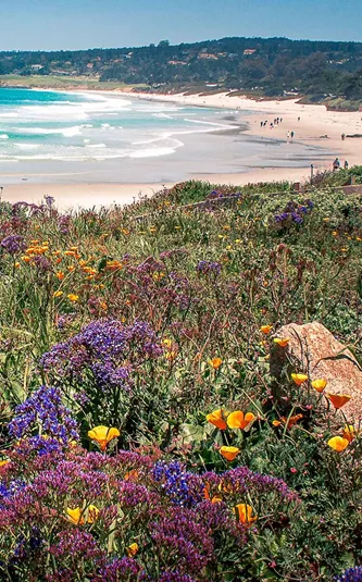 Beach with flowers