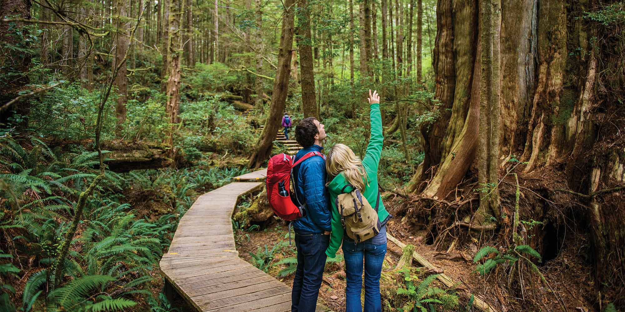 Travellers walking in the woods