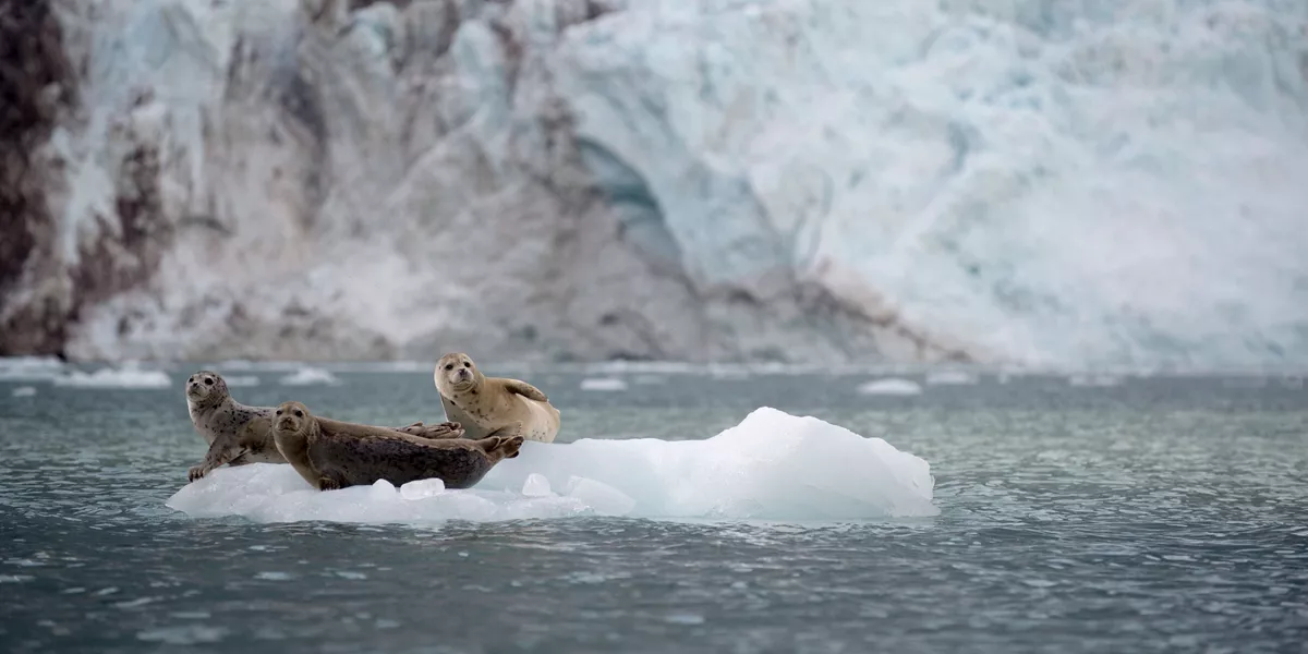 Three seals sitting on floating ice in Alaska