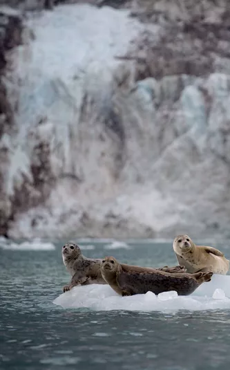 Three seals sitting on floating ice in Alaska