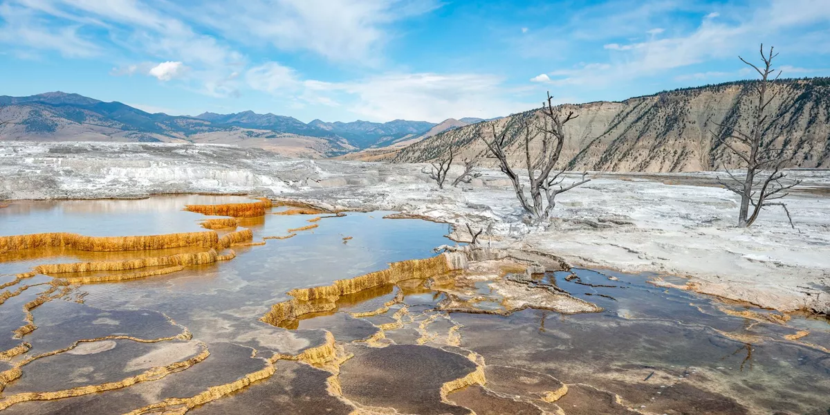 USA Wyoming Yellowstone National Park Dead Trees On Sinter Terraces, Hot Springs, Orange Mineral Deposits, Palette Springs, Upper Terraces, Mammoth Hot Springs