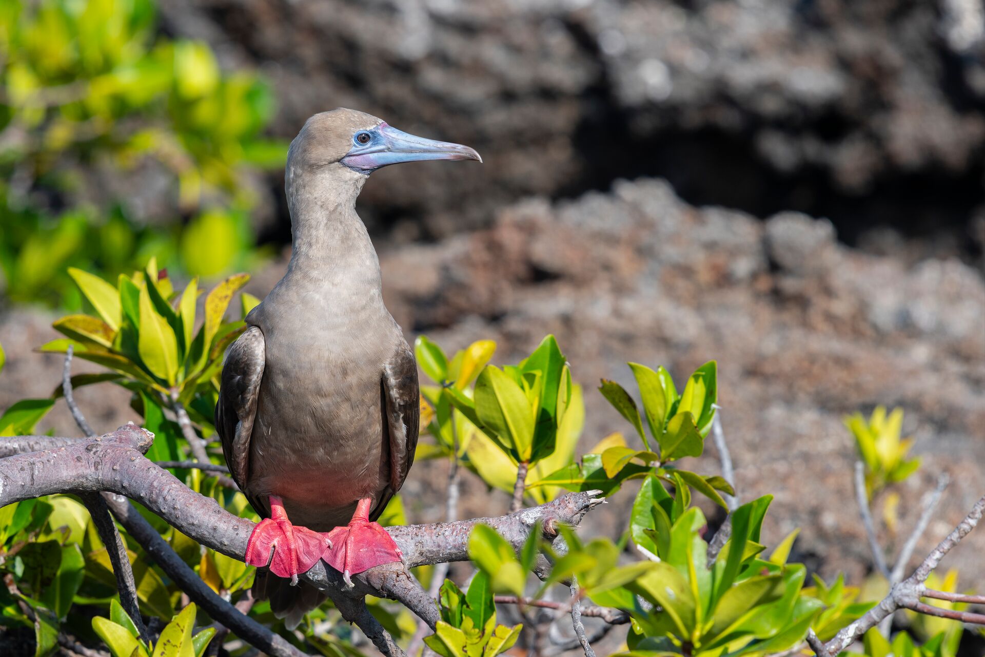 Red Footed Booby Perching