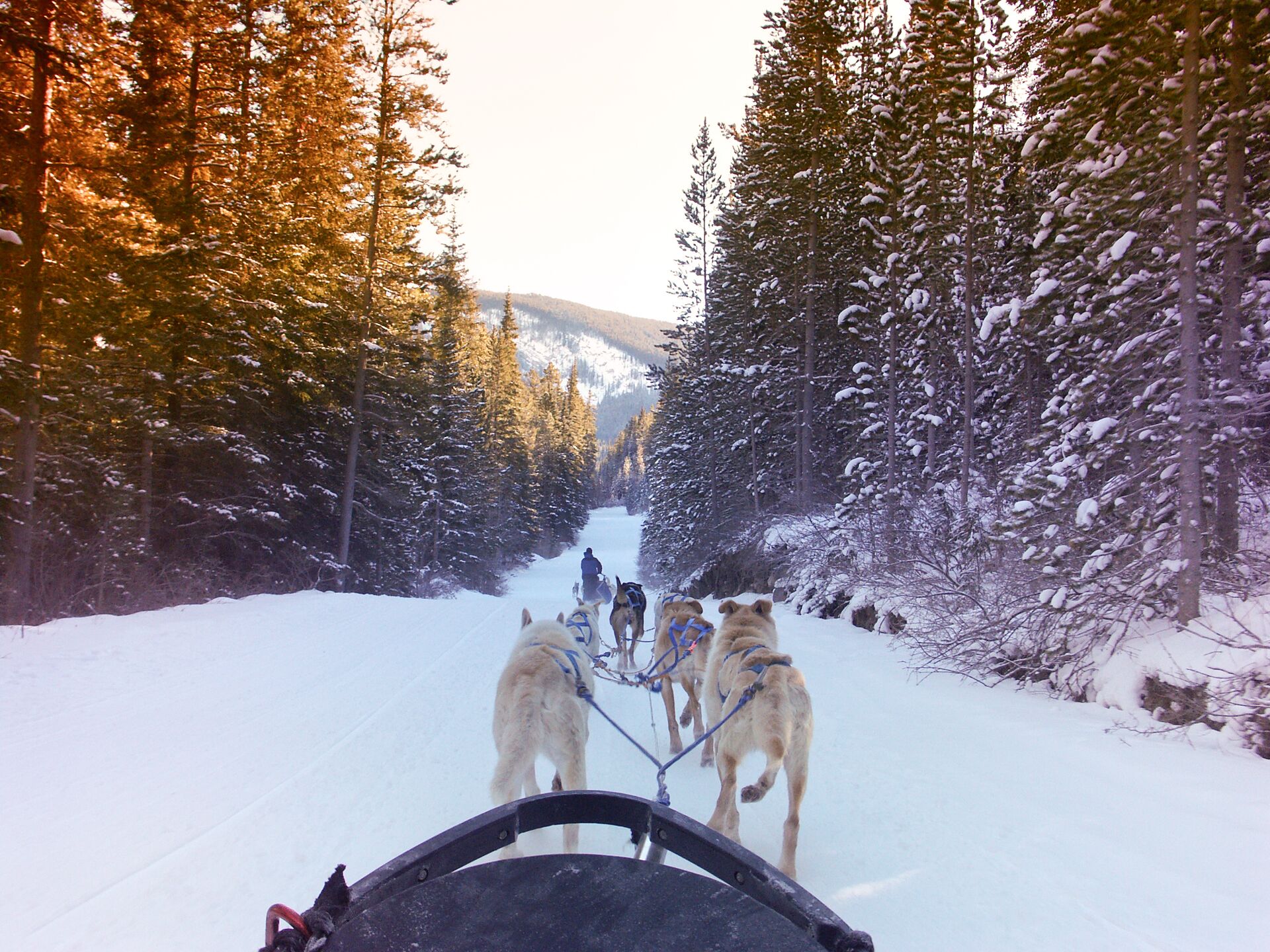 Canada Alberta Dog Sledding