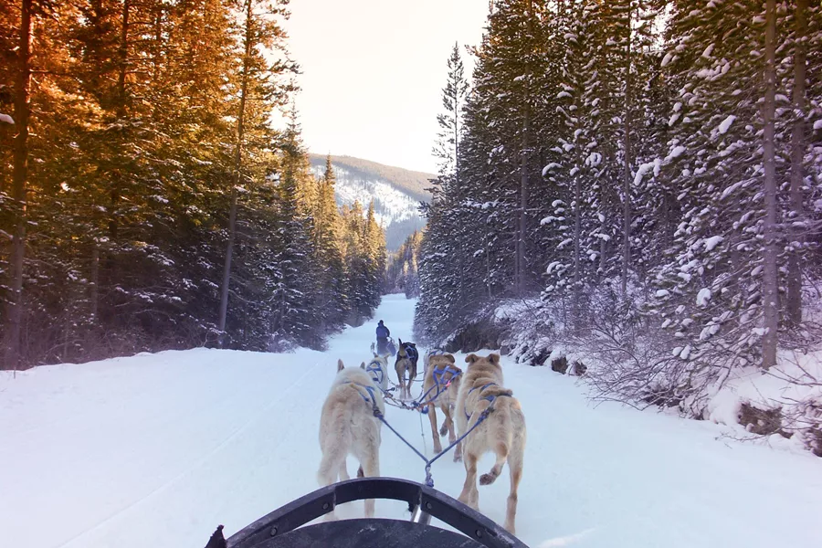 Canada Alberta Dog Sledding