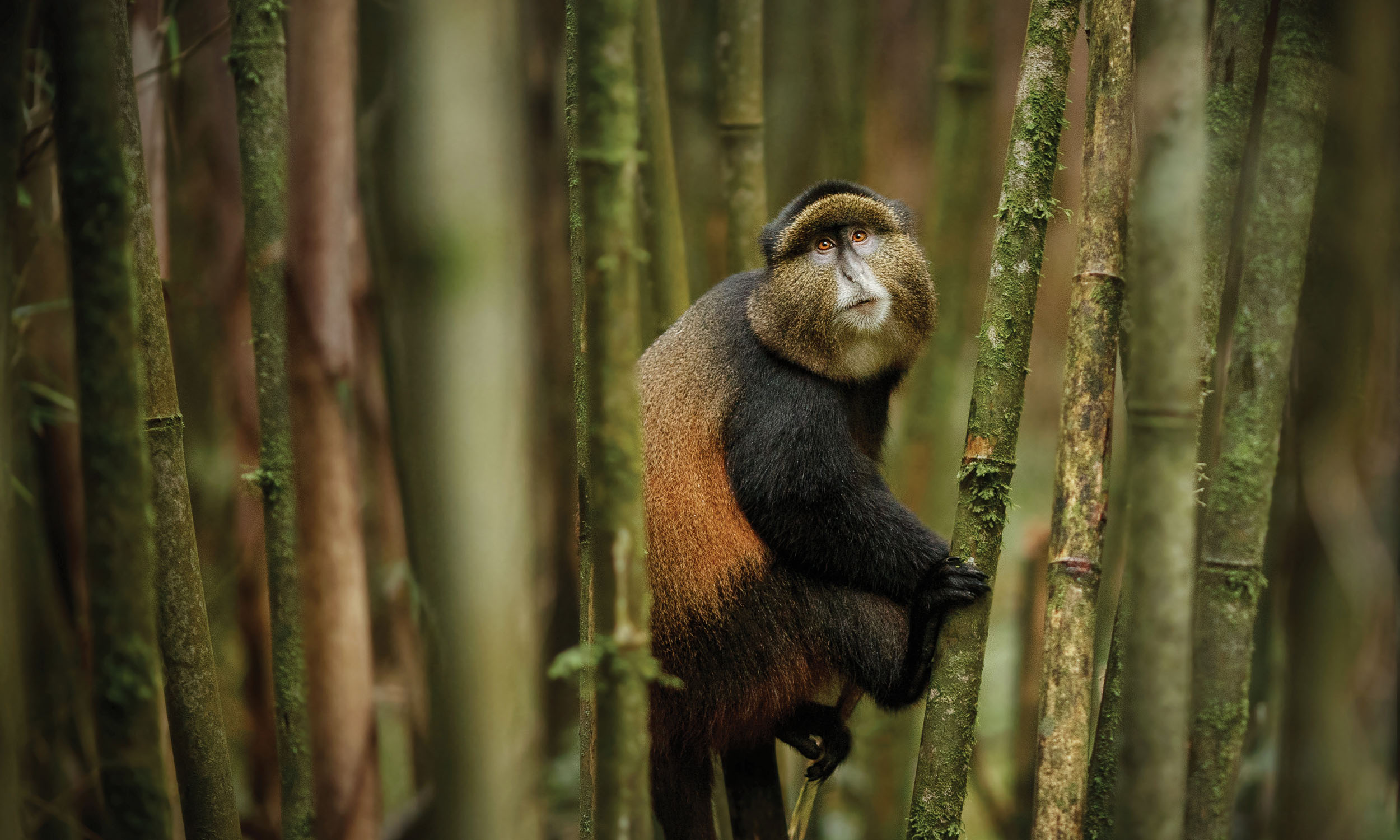 Rwanda Volcanoesnationalpark Monkey