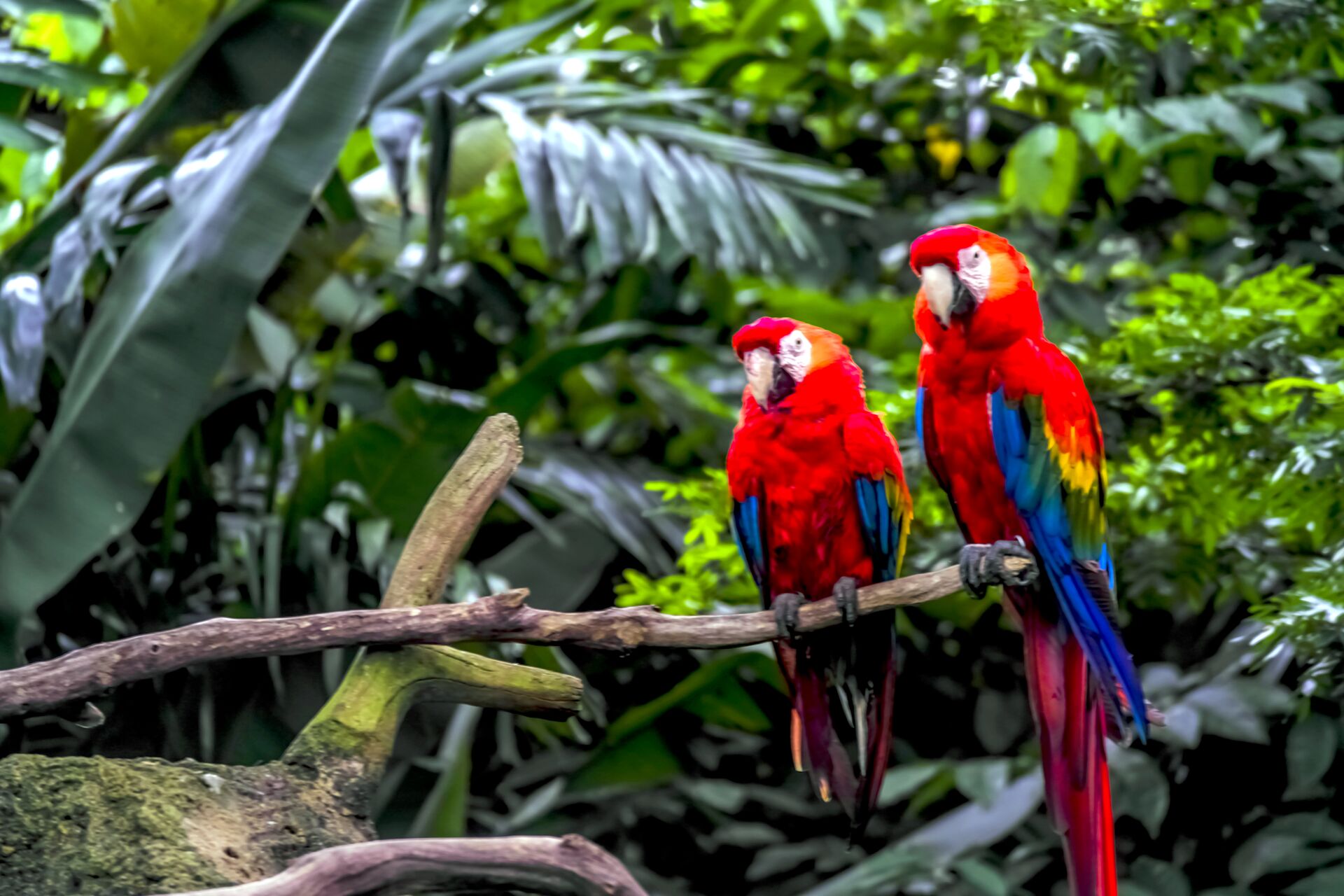 Macaw Parrots on a branch