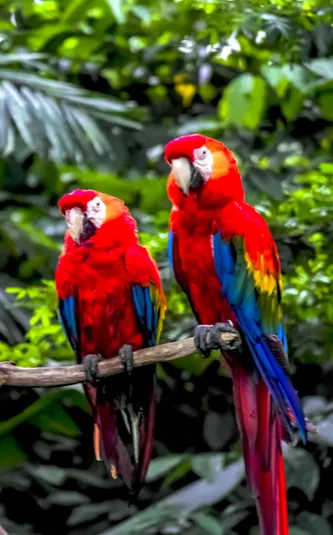 Macaw Parrots on a branch