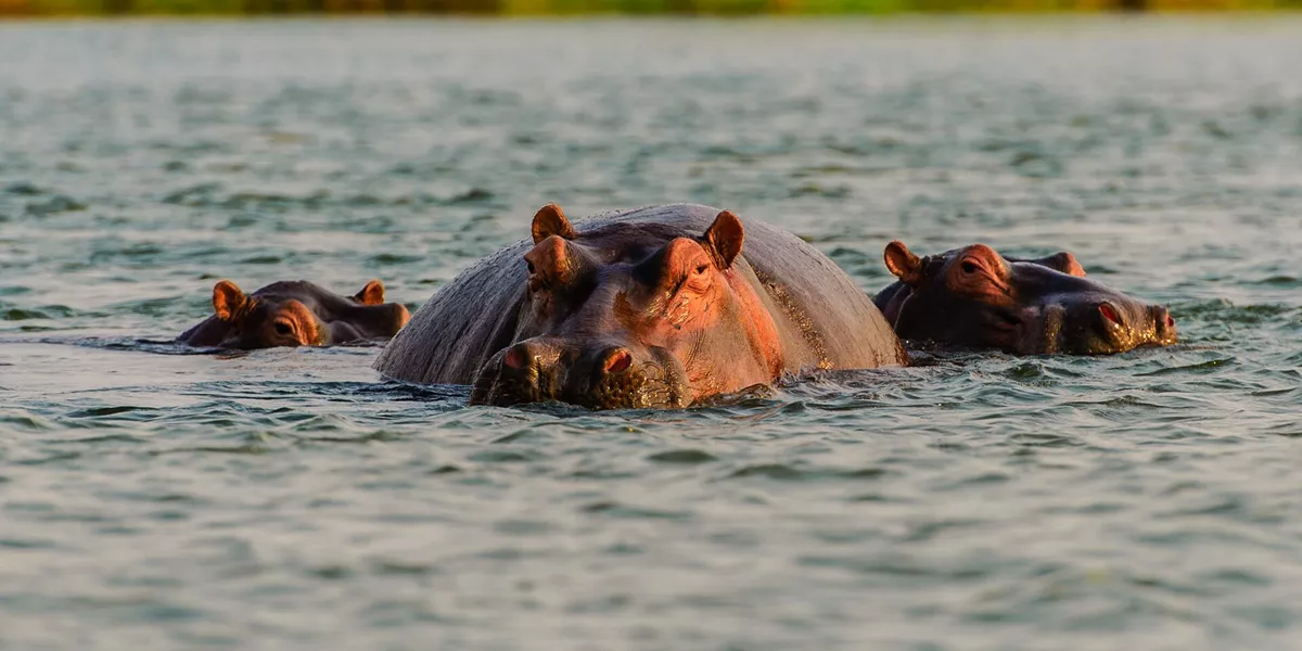 Zambia Zambezi River Hippos
