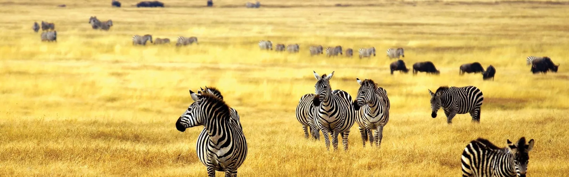 A herd of zebra standing on top of a dry grass field