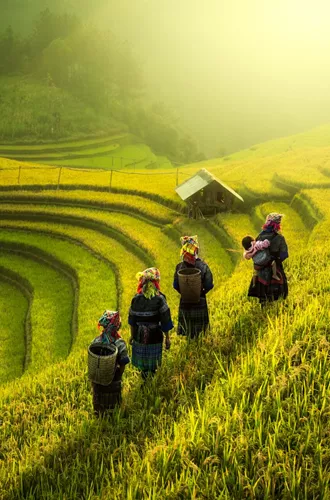 Farmers walking through rice fields