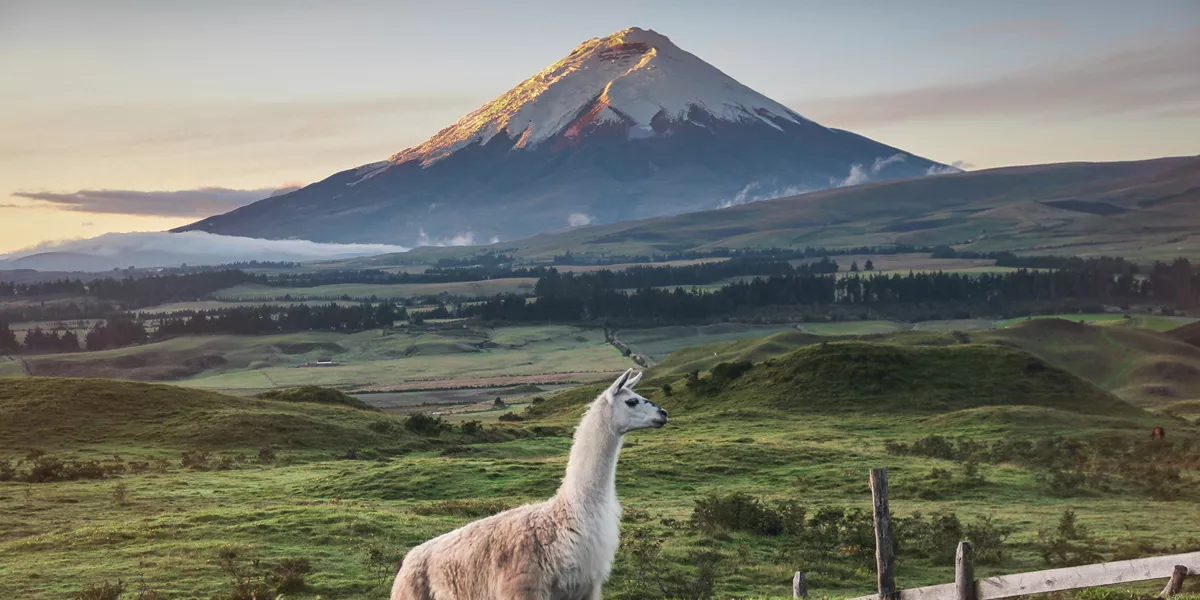 A llama in a field with a mountain in the background