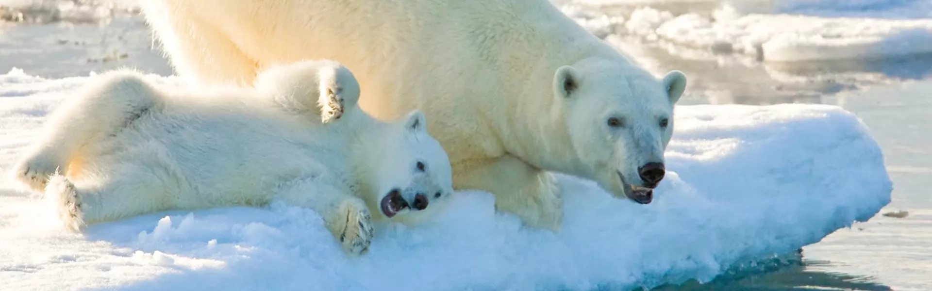 An adult and baby polar bear laying on ice on the water