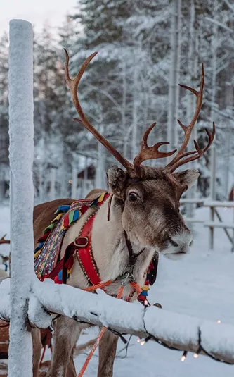 Reindeer