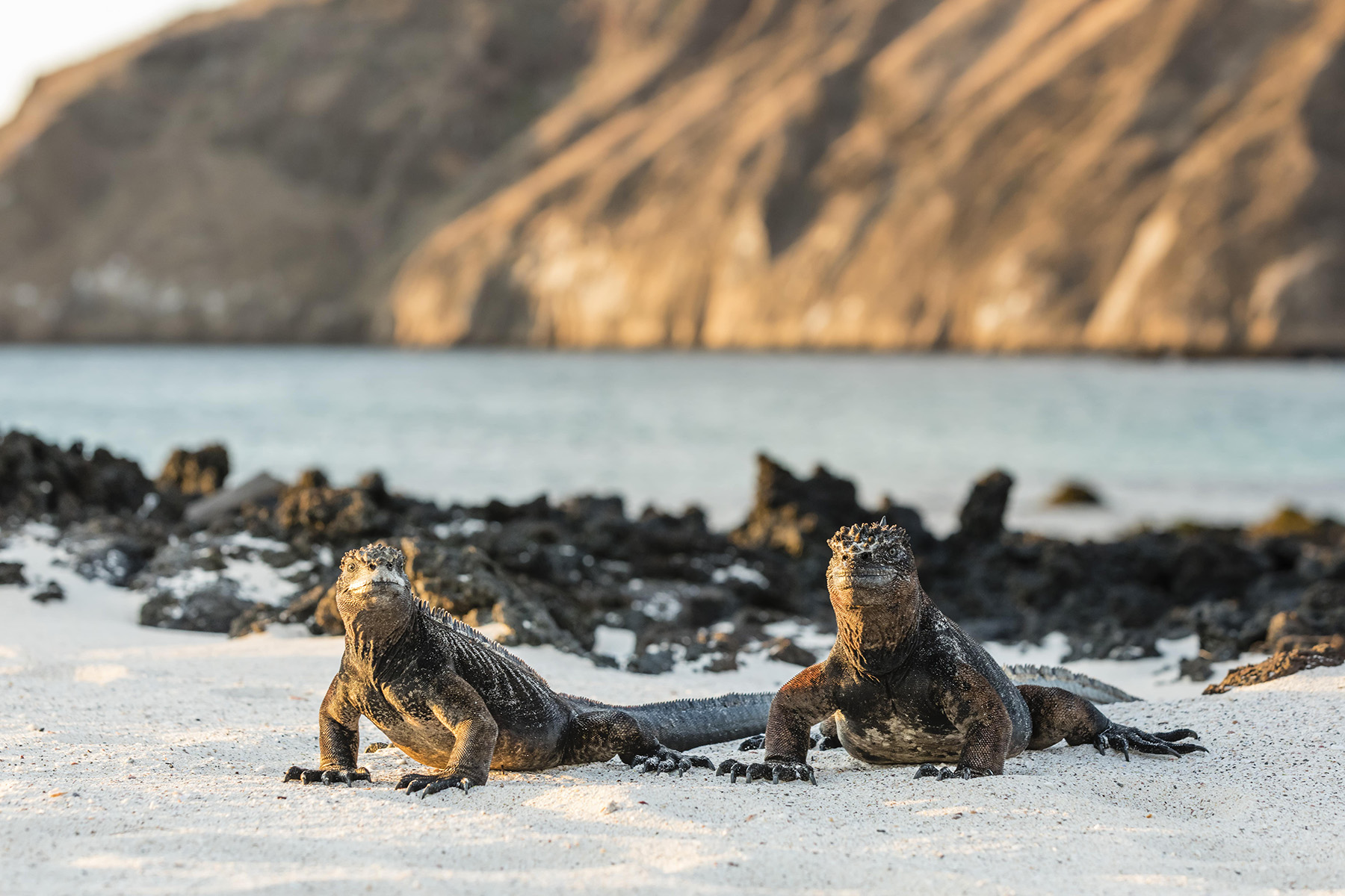two marine iguanas on a beach