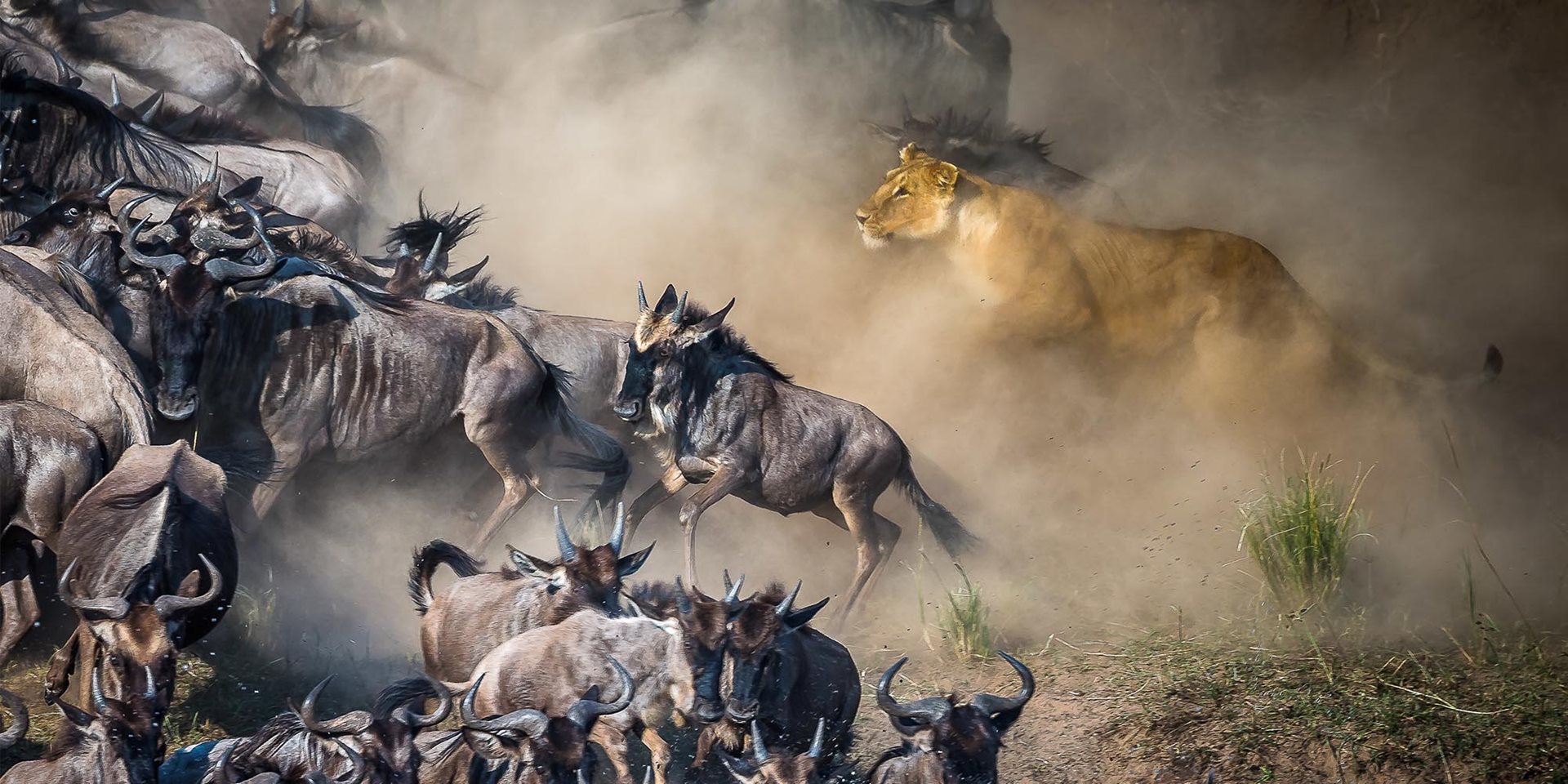 Wildebeest with a lioness