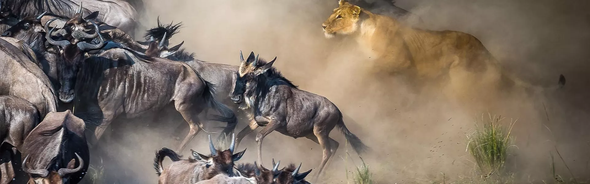 Wildebeest with a lioness