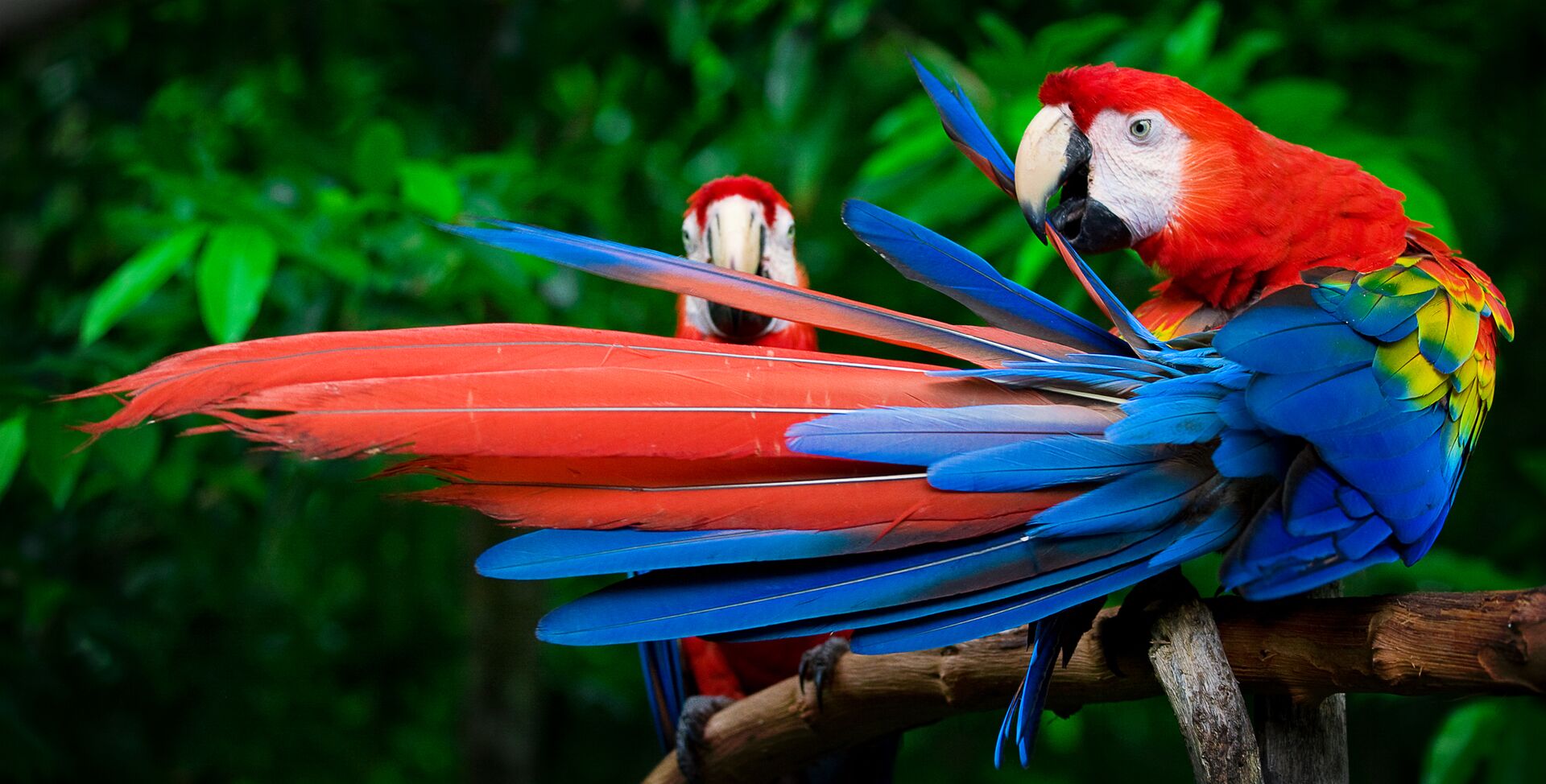 Scarlet Macaws Perched With A Wing Outstretched
