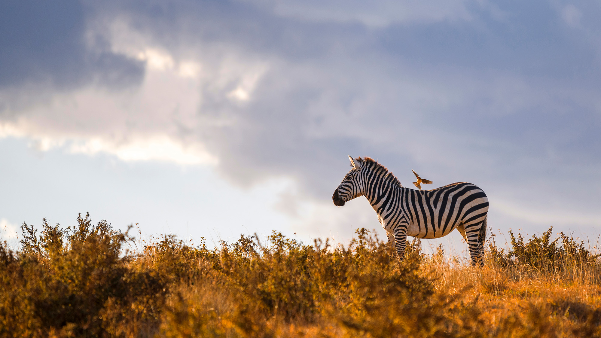 Tanzania Ngorongoro Zebra
