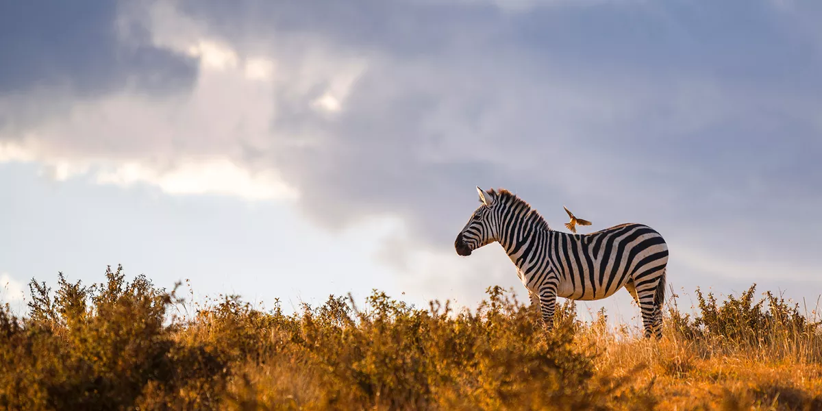Tanzania Ngorongoro Zebra