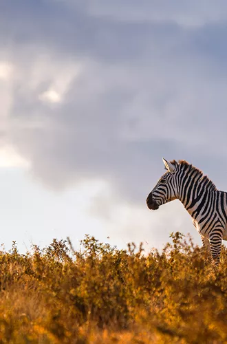 Tanzania Ngorongoro Zebra