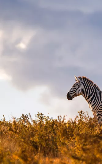 Tanzania Ngorongoro Zebra