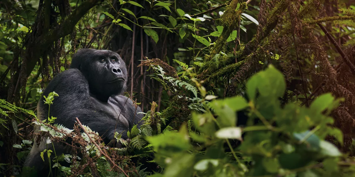 A gorilla sitting in the middle of a lush green forest in Rwanda