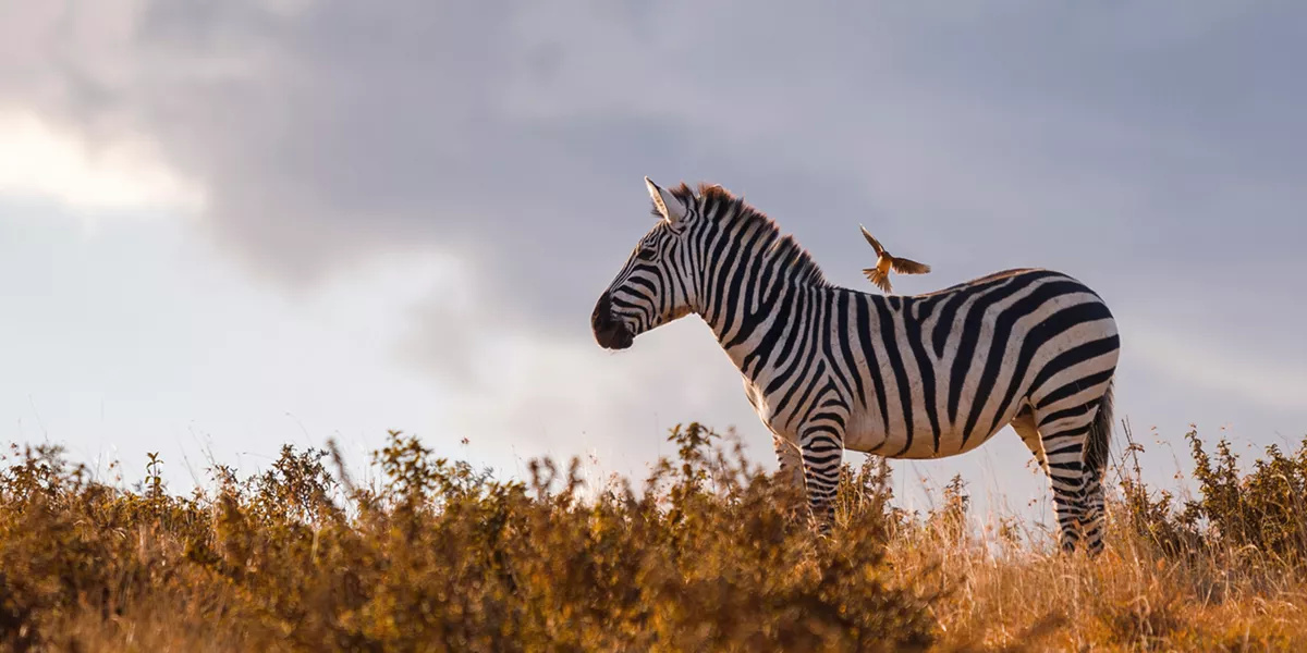 A Zebra in the wilderness 