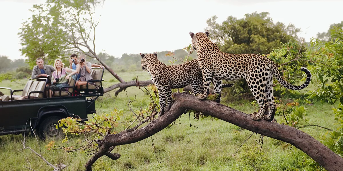 Leopards in front of a safari vehicle