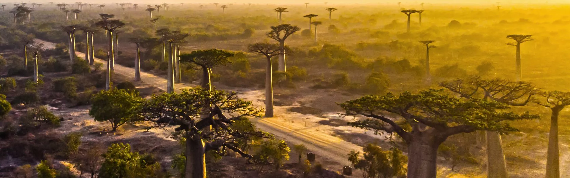 Baobab Trees
