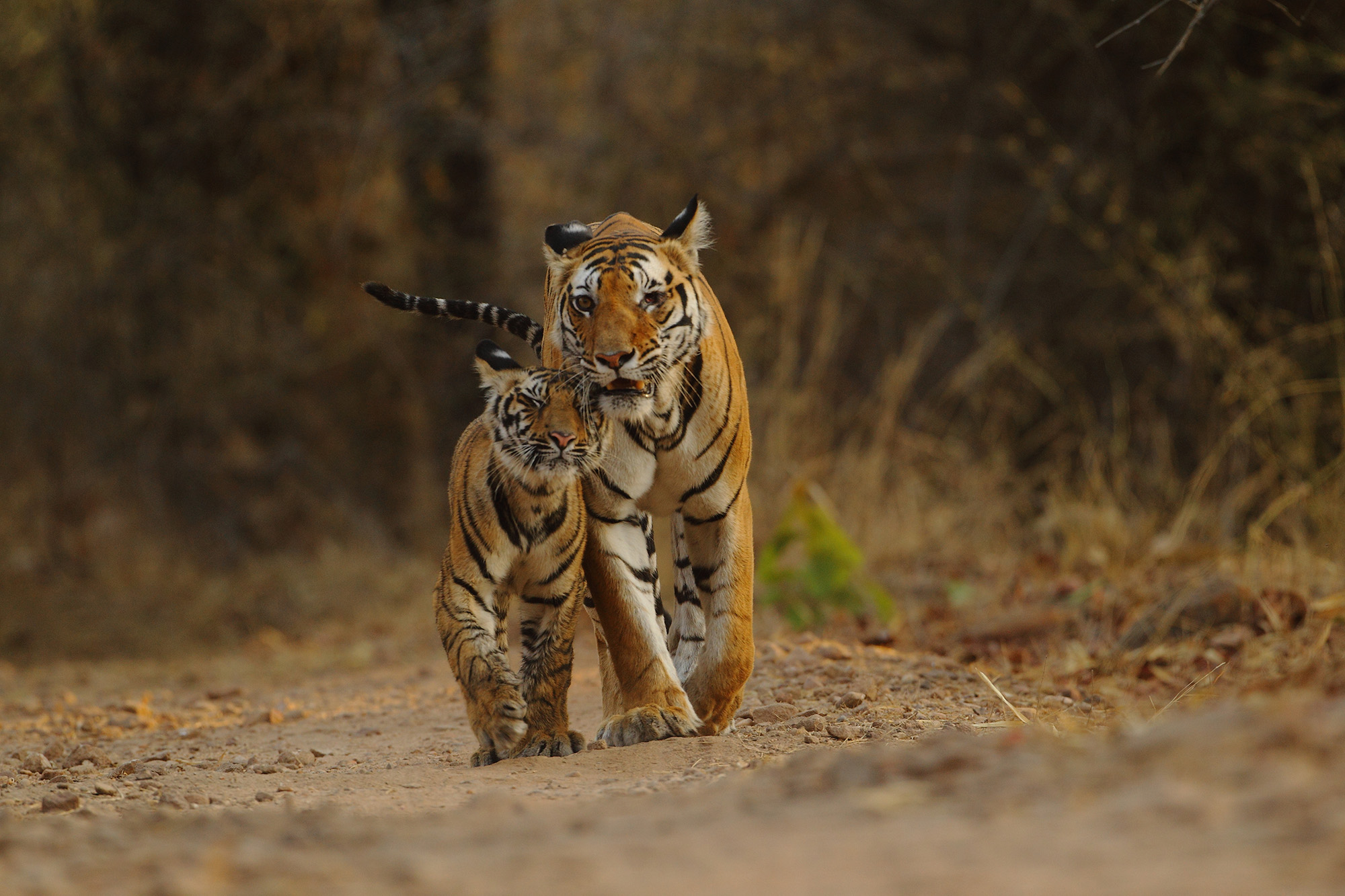two tigers walking
