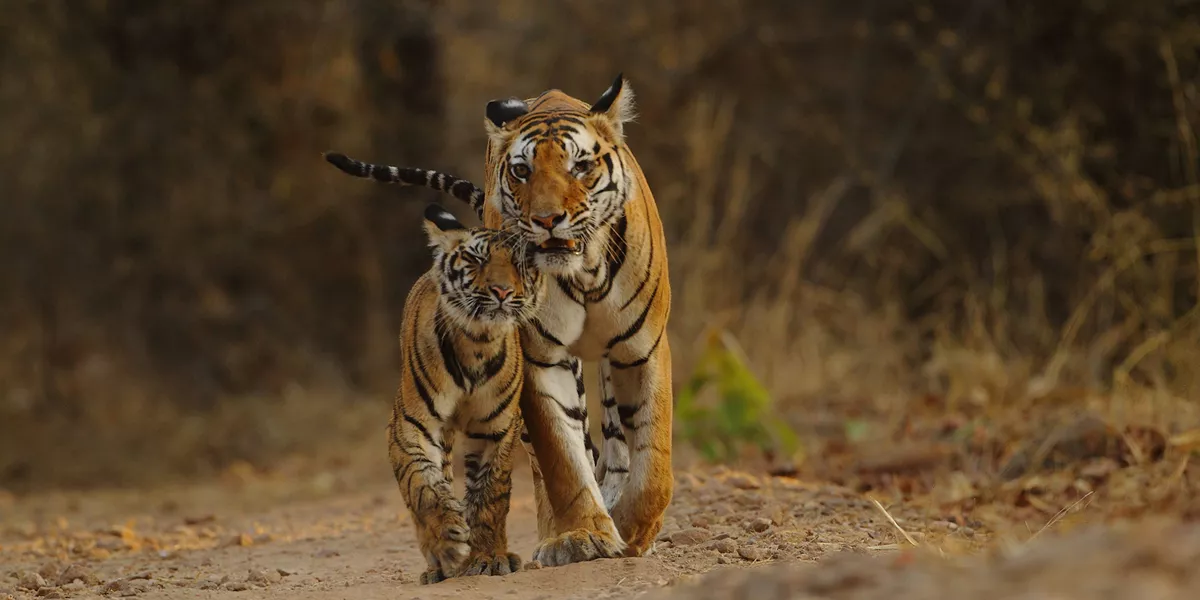 two tigers walking