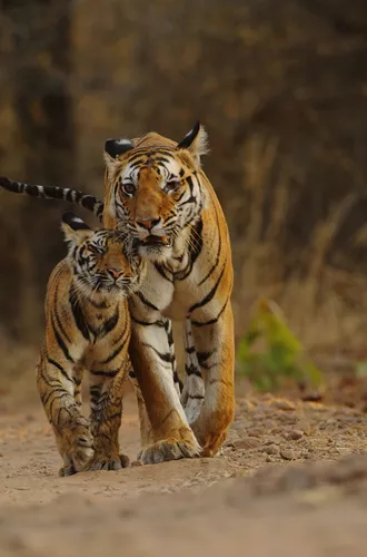 two tigers walking