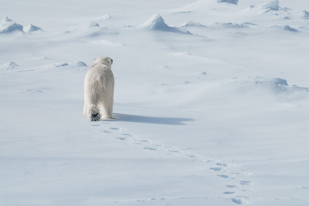 Medium RGB LEX Norway Svalbard JVF2422